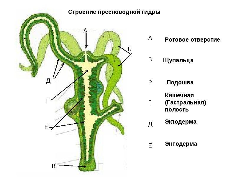 Кракен войти на сайт